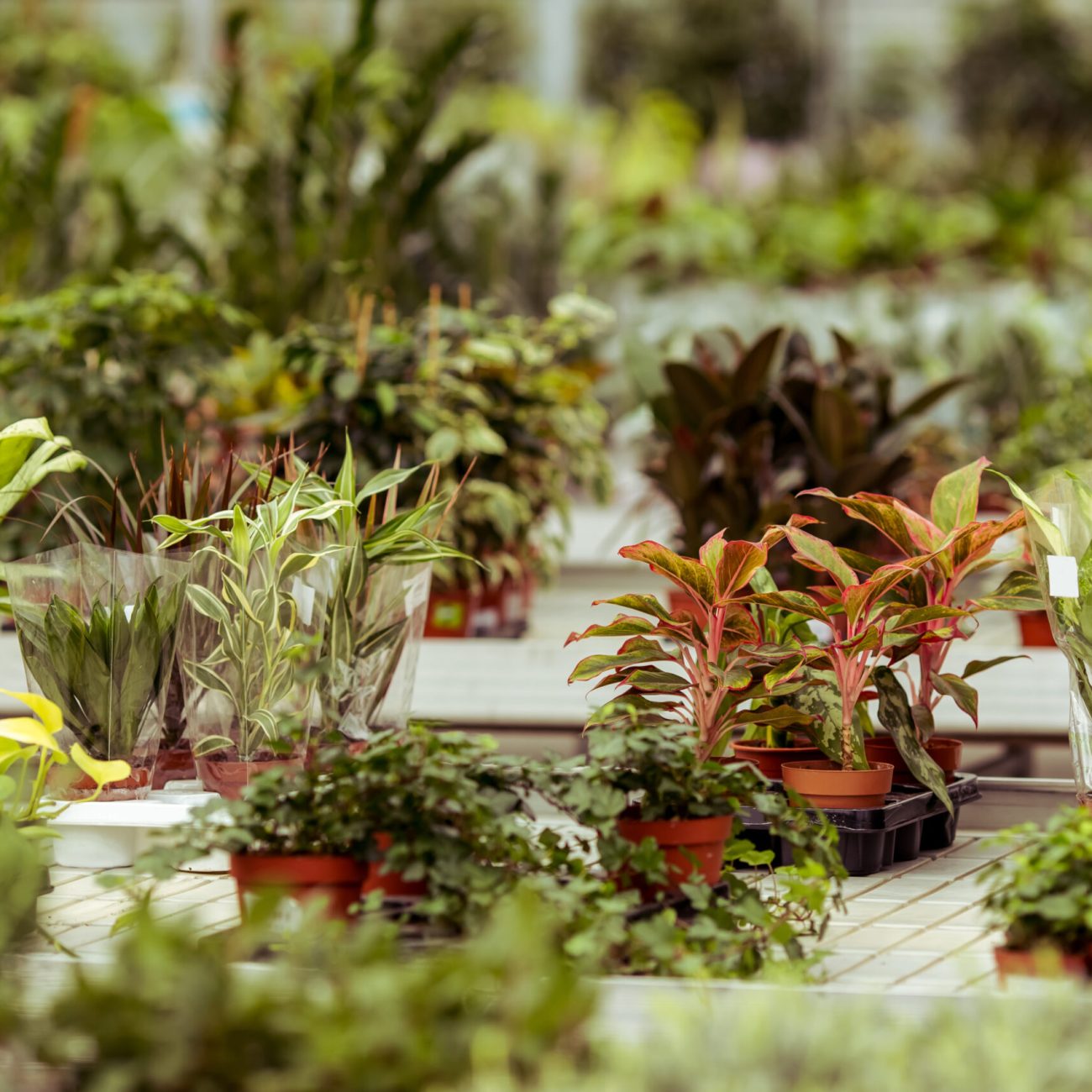 Variety of plants in greenhouse to enjoy, to buy, to present for your loved ones