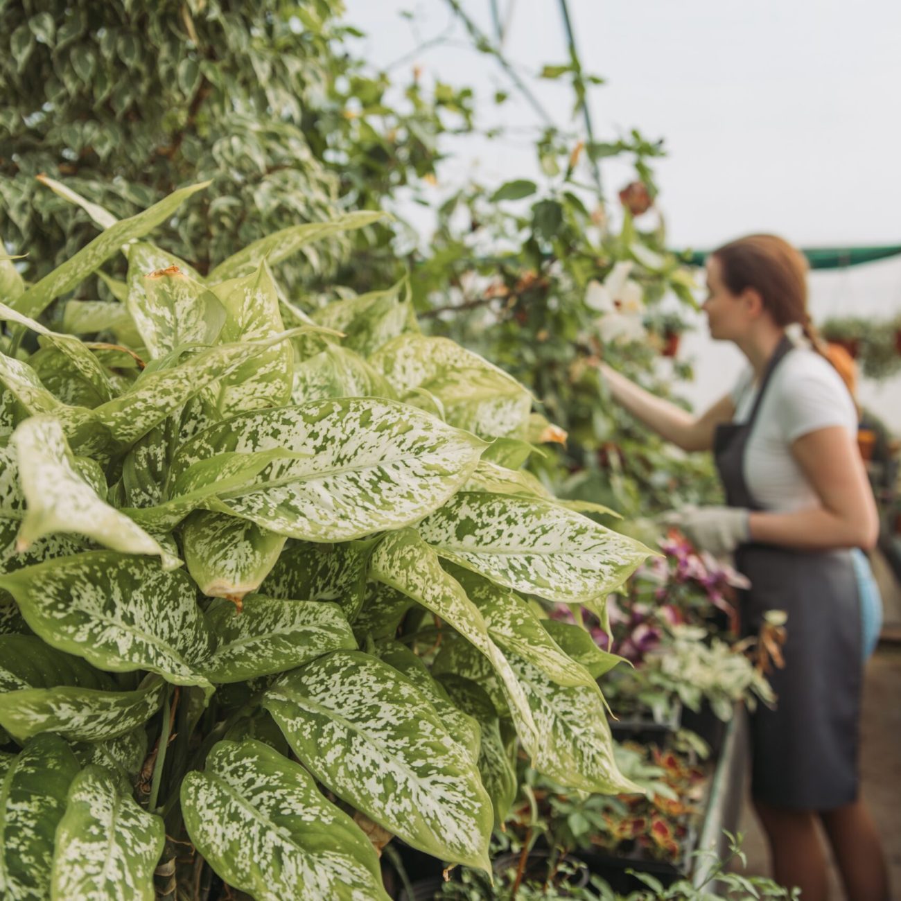 female-plant-nursery-owner-inspecting-plants-in-gr-2024-12-05-13-46-55-utc