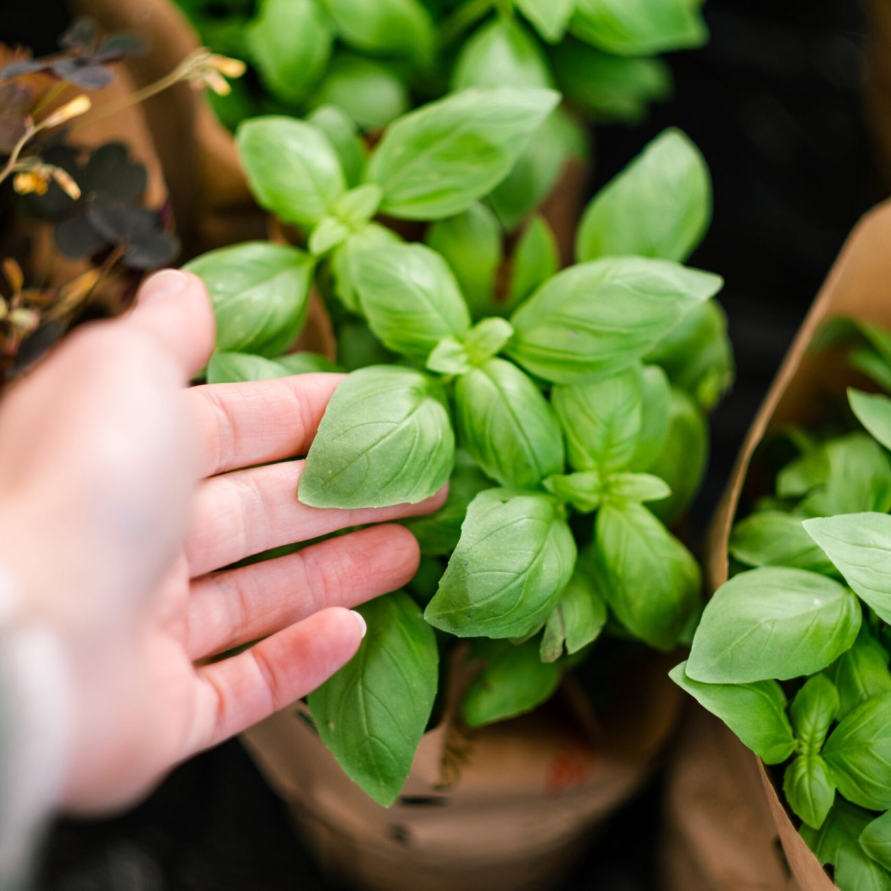 man customer hand choosing basil herb for planting in garden center