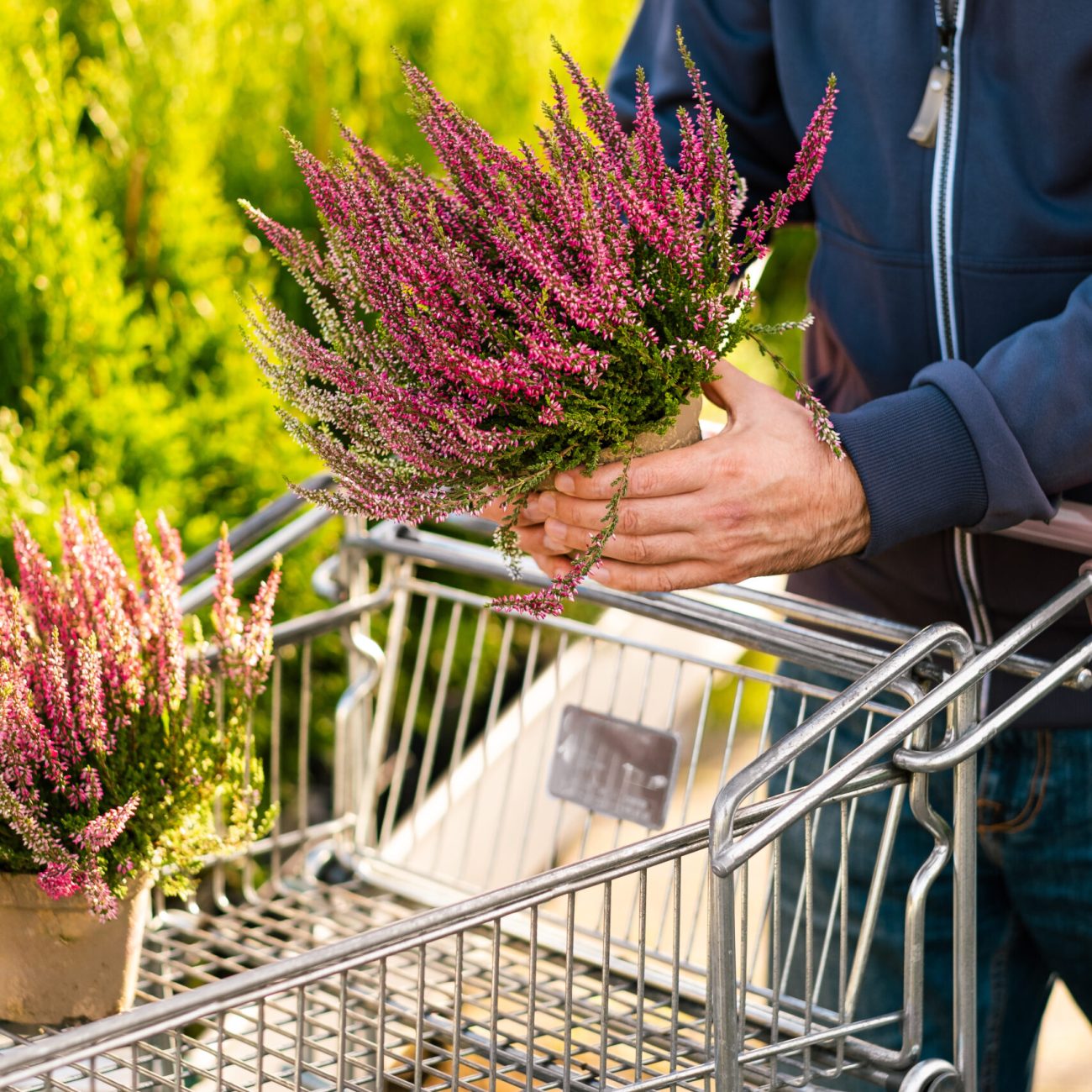 man gardener shopping in garden center, buying calluna flower