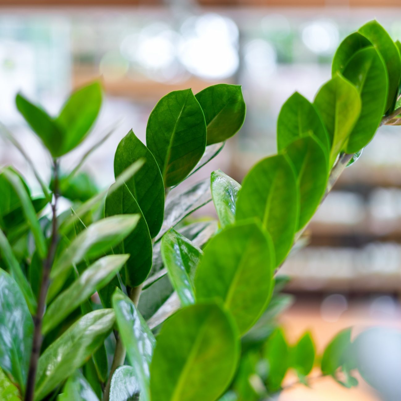 Selective focus cose-up of Houseplant Zamioculcas leaves in a flower shop. Zz plant.