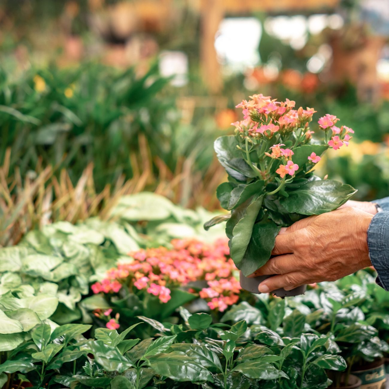 Senior caucasian woman in checkered shirt enjoying shopping in the greenhouse selecting pots of plants and flowers for her garden