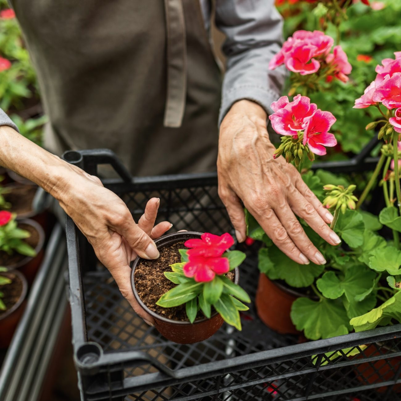 Close up of female gardener working with flowers in a plant nursery.